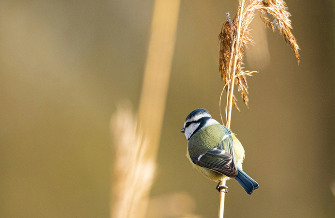 Les pratiques agricoles sont responsables du déclin des oiseaux en Europe