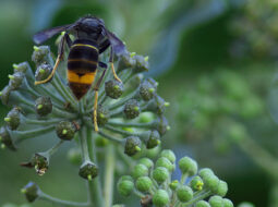 Espèces exotiques envahissantes, un défi environnemental, économique et éthique