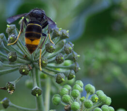 Espèces exotiques envahissantes, un défi environnemental, économique et éthique