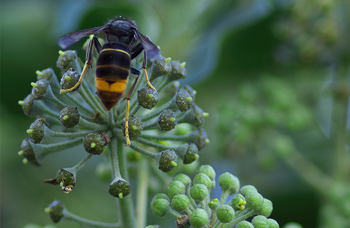 Espèces exotiques envahissantes, un défi environnemental, économique et éthique