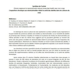 L’exposition chronique aux néonicotinoïdes réduit la santé des abeilles dans les cultures de maïs