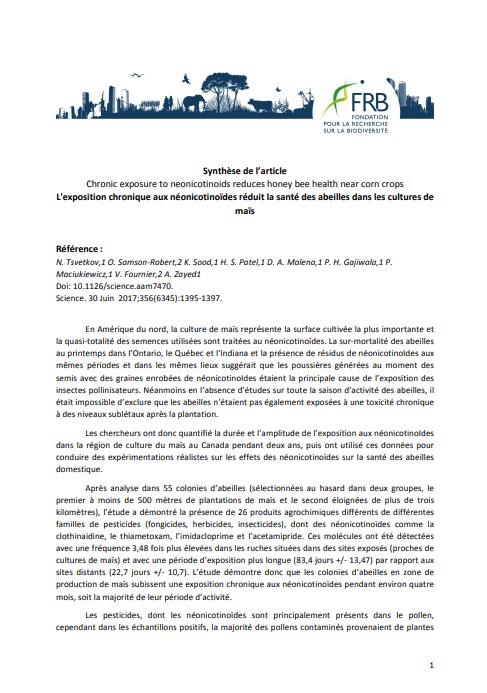 L’exposition chronique aux néonicotinoïdes réduit la santé des abeilles dans les cultures de maïs