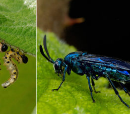 Un remède qui fait mouche pour soigner la biodiversité