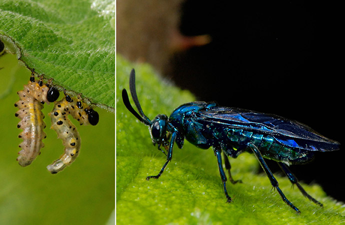 Un remède qui fait mouche pour soigner la biodiversité