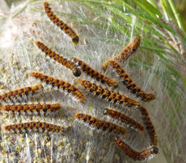 Face aux espèces envahissantes, la diversité est notre alliée