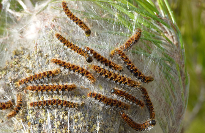 Face aux espèces envahissantes, la diversité est notre alliée