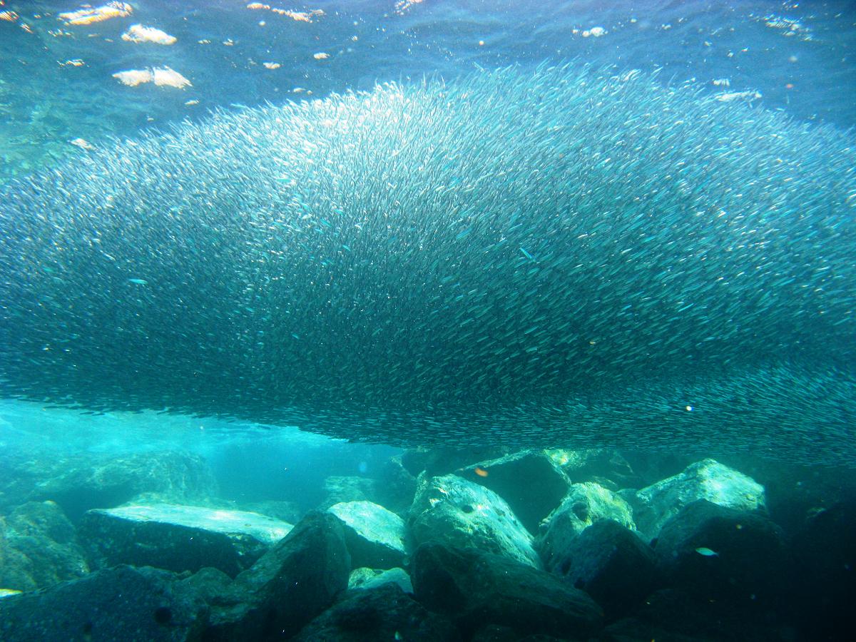 Menacées par le réchauffement climatique, les sardines sont de plus en plus  petites