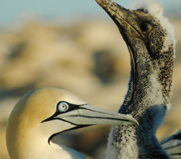 La compétition mondiale entre les pêcheries et les oiseaux marins persiste malgré leur déclin généralisé