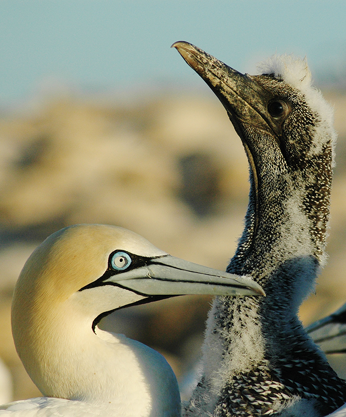 La compétition mondiale entre les pêcheries et les oiseaux marins persiste malgré leur déclin généralisé