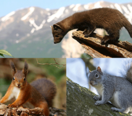 Martre des pins : comment un prédateur peut rééquilibrer une biodiversité perturbée ?