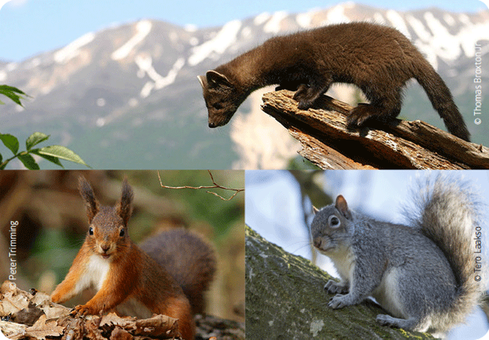 Martre des pins : comment un prédateur peut rééquilibrer une biodiversité perturbée ?