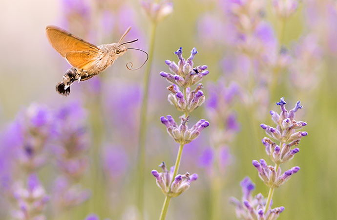 Actias