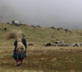 Biodiversité et enjeux de développement dans les pays du Sud