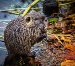 Biodiversité et espèces exotiques envahissantes