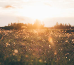 La biodiversité favorise-t-elle  la productivité des écosystèmes ?