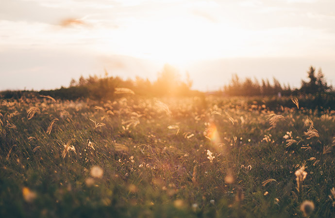 La biodiversité favorise-t-elle  la productivité des écosystèmes ?