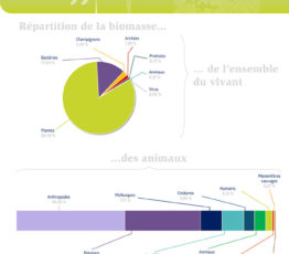 Répartition globale de la biomasse au sein de la biosphère