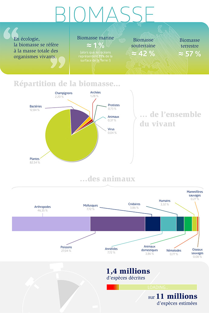 Répartition globale de la biomasse au sein de la biosphère