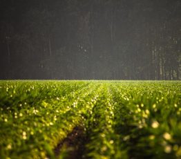 Devons-nous choisir entre nourrir l’humanité et protéger la nature ? Modélisation des liens entre l’environnement et la démographie humaine