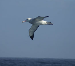 Au gré des vagues : le voyage de l’albatros hurleur à travers le monde