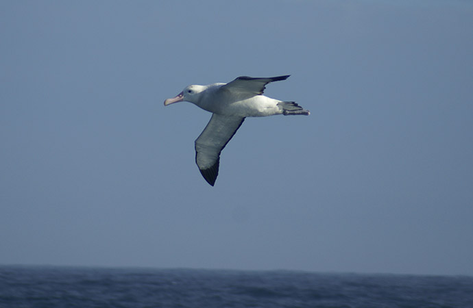 Au gré des vagues : le voyage de l’albatros hurleur à travers le monde