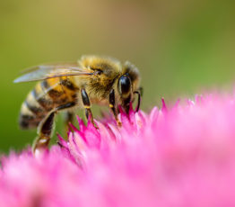 Action n°3 : Je cultive des plantes favorables à la biodiversité