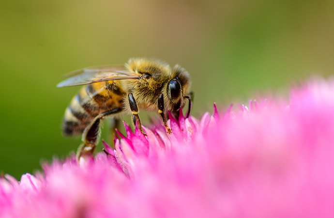 Action n°3 : Je cultive des plantes favorables à la biodiversité