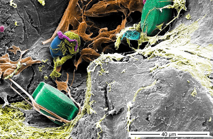 Biofilm Qui Va Constituer Une Plastisphère