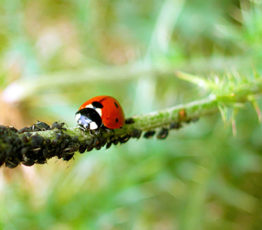 Action n°7 : Je jardine sans pesticides