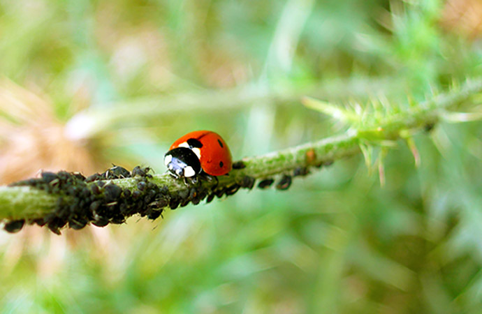 Action n°7 : Je jardine sans pesticides