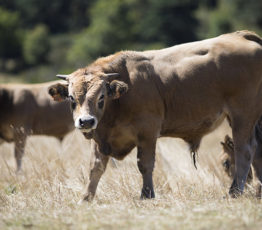 Action n°8 : Je repense ma consommation de viande