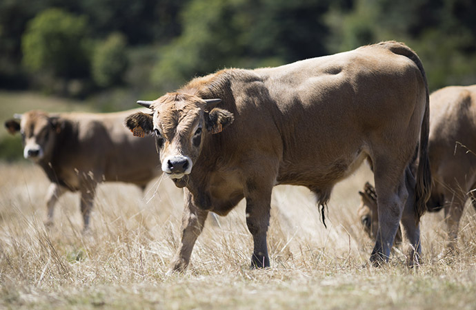 Action n°8 : Je repense ma consommation de viande