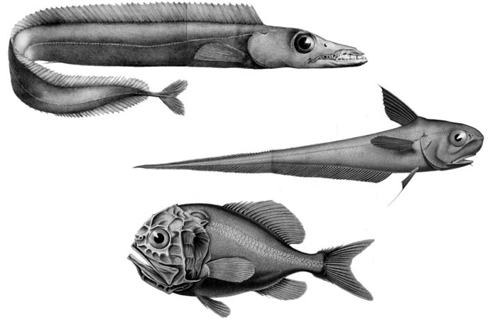Les poissons d’eaux profondes : à pêcher avec grande modération