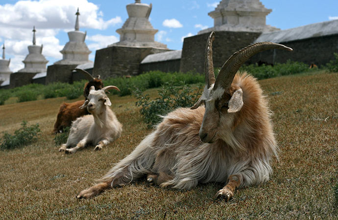 Le cachemire à petits prix : un commerce qui coûte cher aux écosystèmes  mongols - Fondation pour la recherche sur la biodiversité