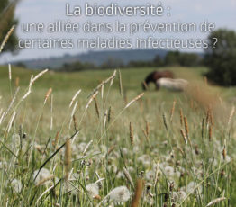[Colloque “La biodiversité : une alliée dans la prévention de certaines maladies infectieuses ?”] Les actes et messages-clés en lignes