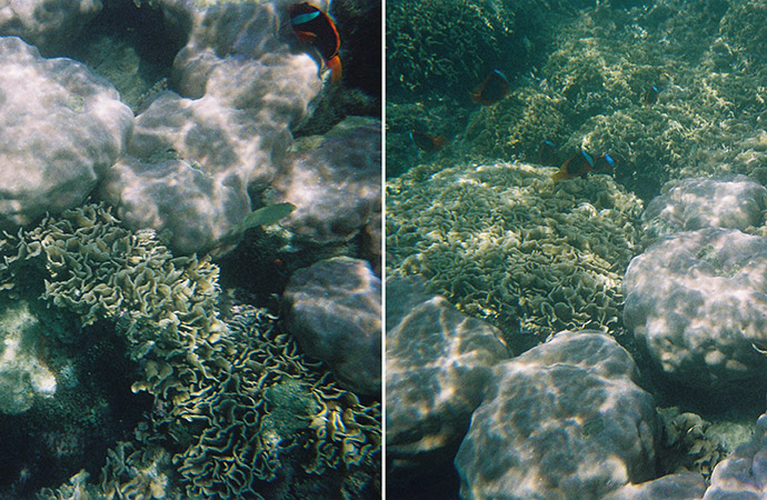 Les coraux : de performantes machines à remonter le temps