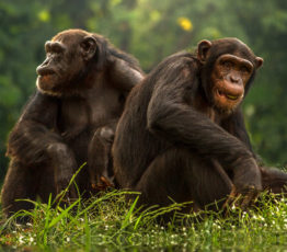 Des chimpanzés pharmaciens