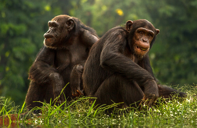 Des chimpanzés pharmaciens