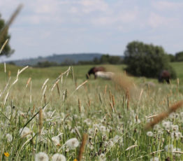 La biodiversité : une alliée dans la prévention de certaines maladies infectieuses ?