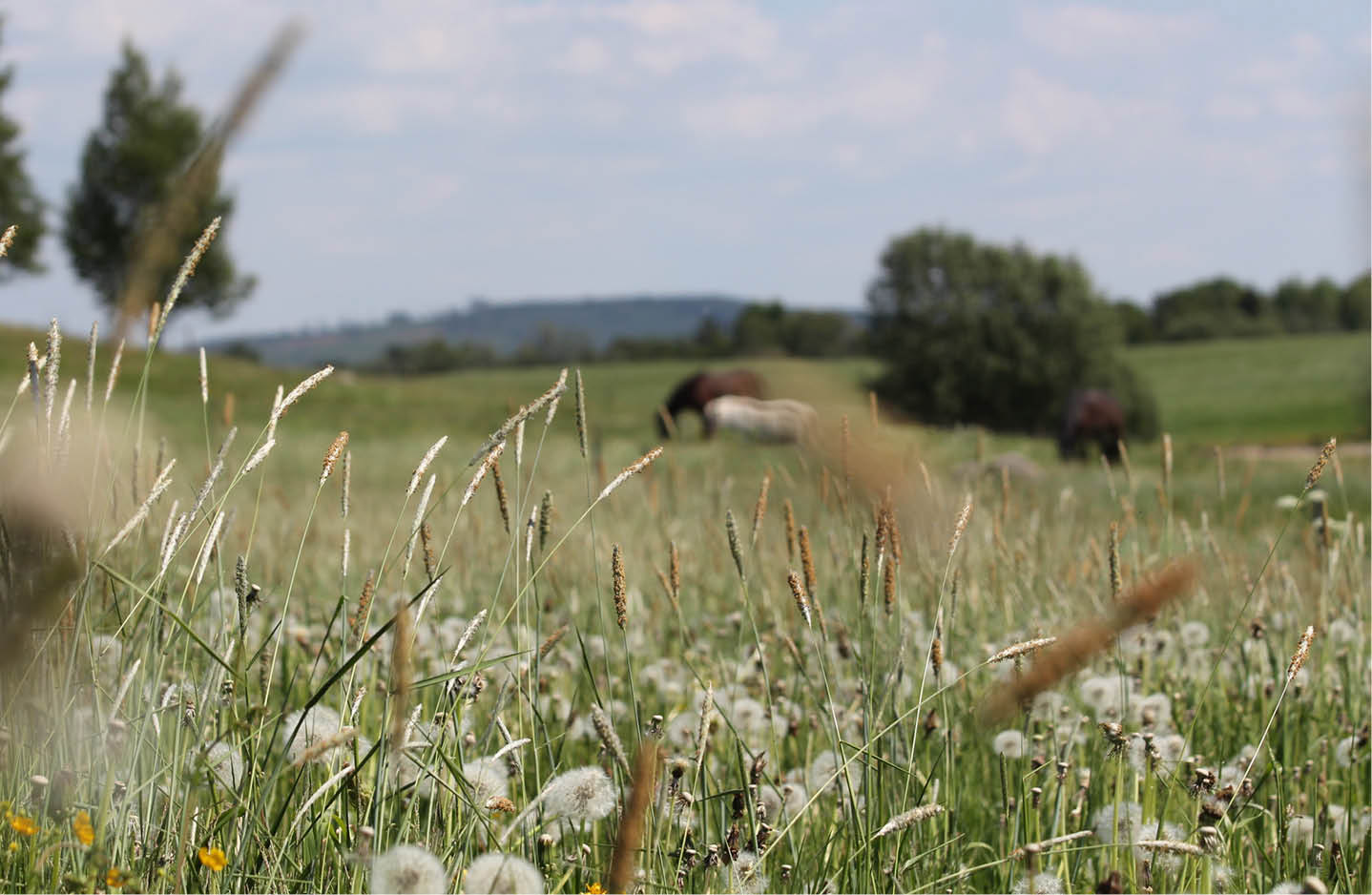 La biodiversité : une alliée dans la prévention de certaines maladies infectieuses ?