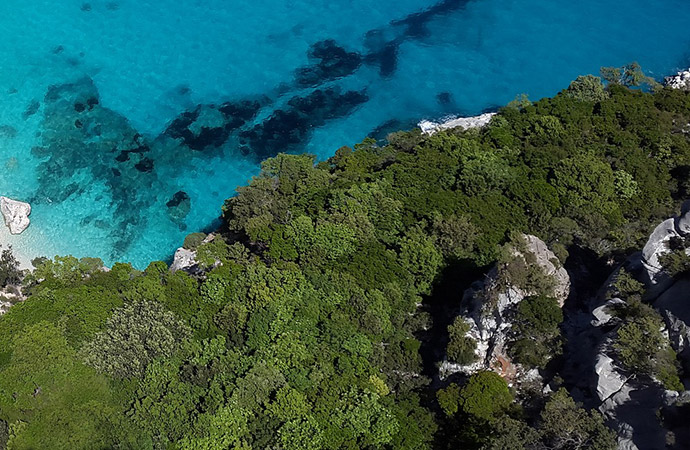 Un prix pour la biodiversité des arbres en Méditerranée : la science des arbres phylogénétiques mise au service de la conservation