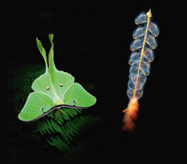 La Nuit de la Biodiversité