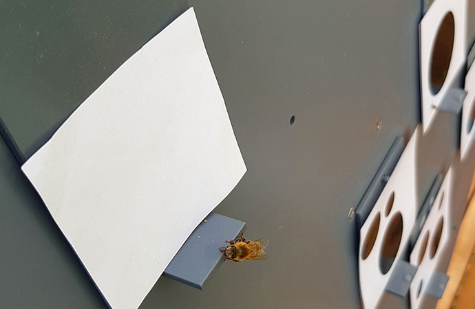 Les abeilles, ces grandes mathématiciennes !