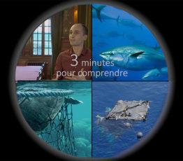 [DCSMM] 3 minutes pour comprendre l’état des mammifères marins dans les eaux métropolitaines