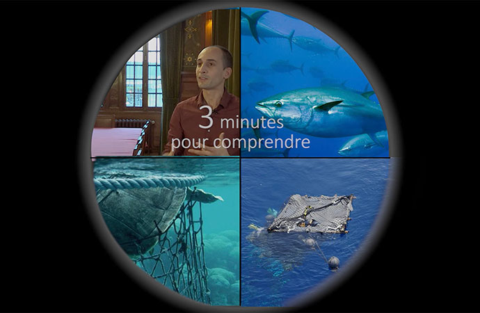 [DCSMM] 3 minutes pour comprendre l’état des mammifères marins dans les eaux métropolitaines