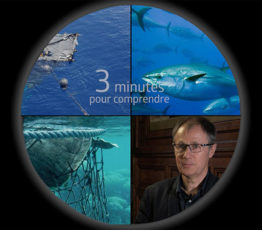 [DCSMM] 3 minutes pour comprendre l’état écologique des espèces halieutiques commerciales pêchées dans les eaux métropolitaines