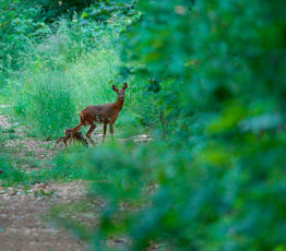 Les services rendus par les écosystèmes forestiers : une évaluation dans le cadre du programme EFESE