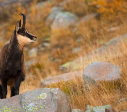 Écosystèmes rocheux et de haute-montagne français : une évaluation dans le cadre du programme EFESE
