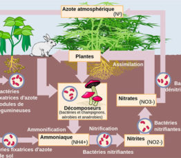 Nourrir la planète sans l’uniformiser : les dangers de la pollution à l’azote