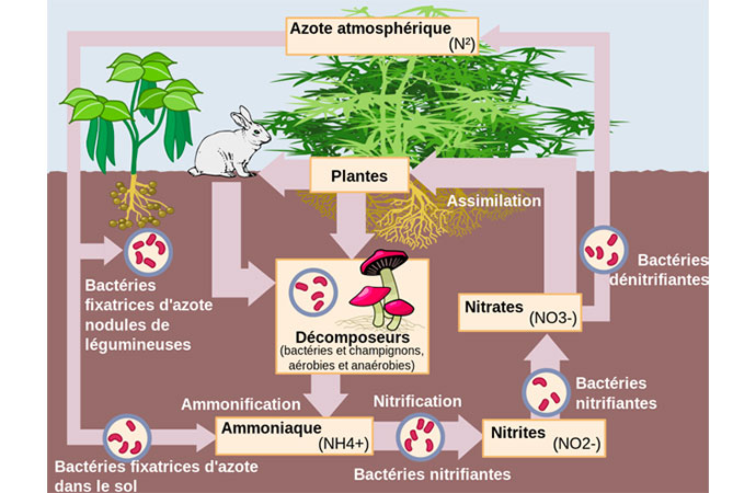 Quel est l'impact de l'azote sur notre nature ? - Notre Nature